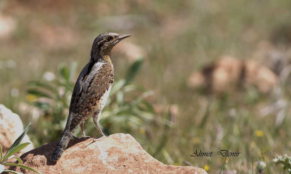 Eurasian Wryneck
